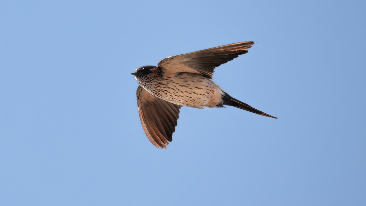 Eastern Red-rumped Swallow - SONER SABIRLI