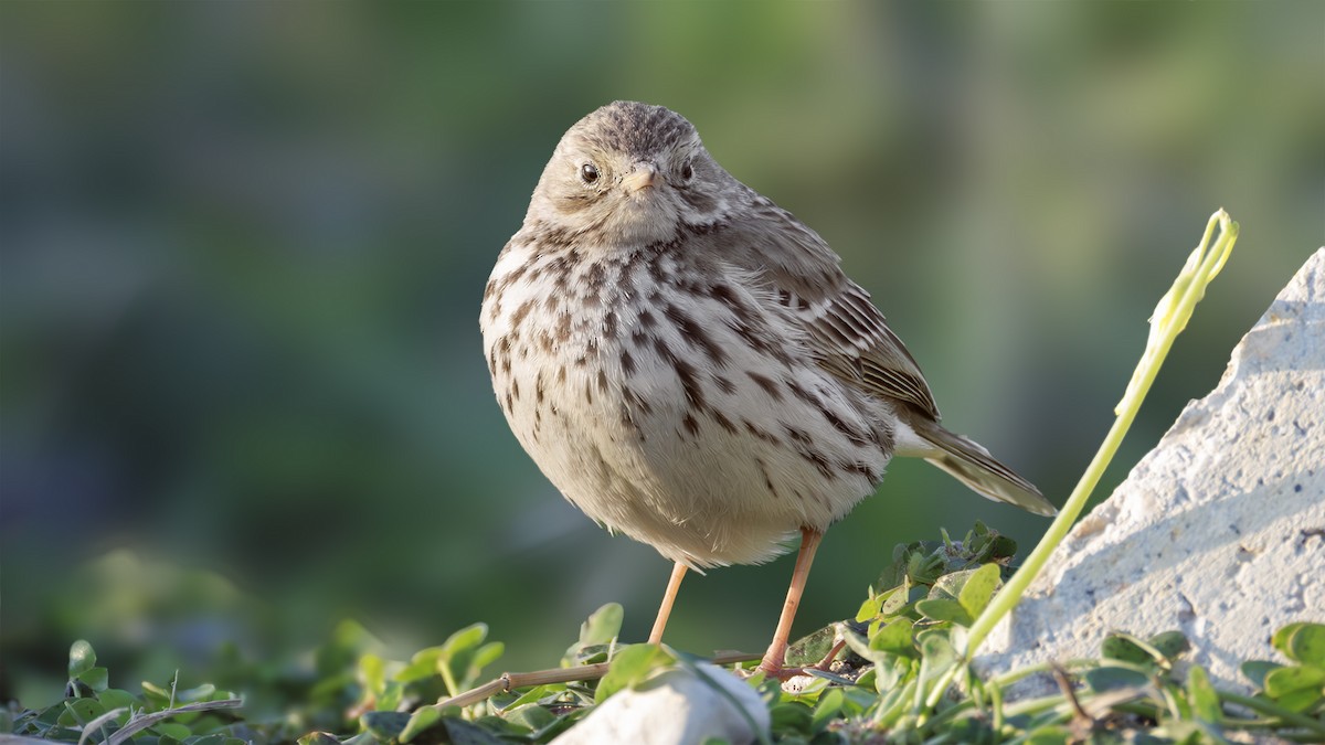 Meadow Pipit - ML630447760