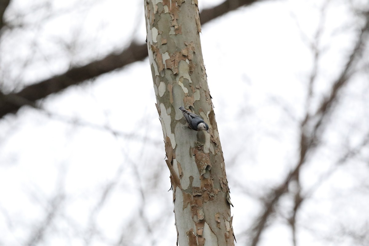 White-breasted Nuthatch - ML630447768
