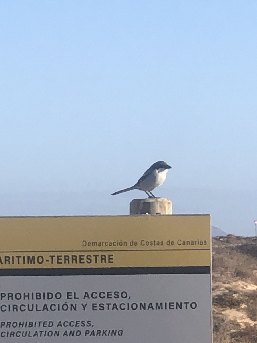 Great Gray Shrike (Sahara) - ML630447785