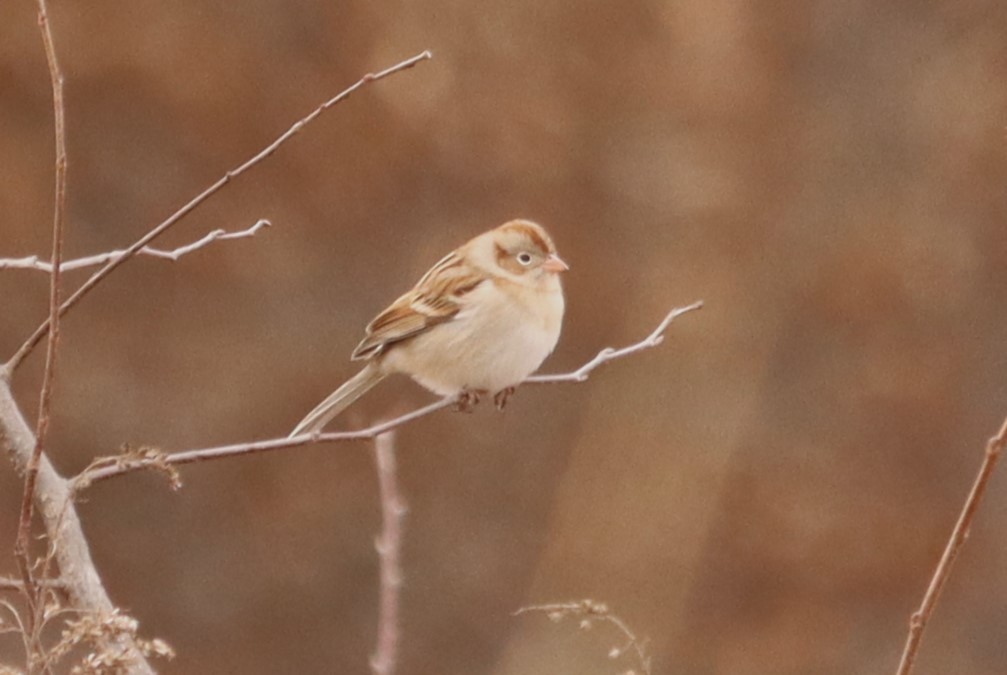 Field Sparrow - ML630447891