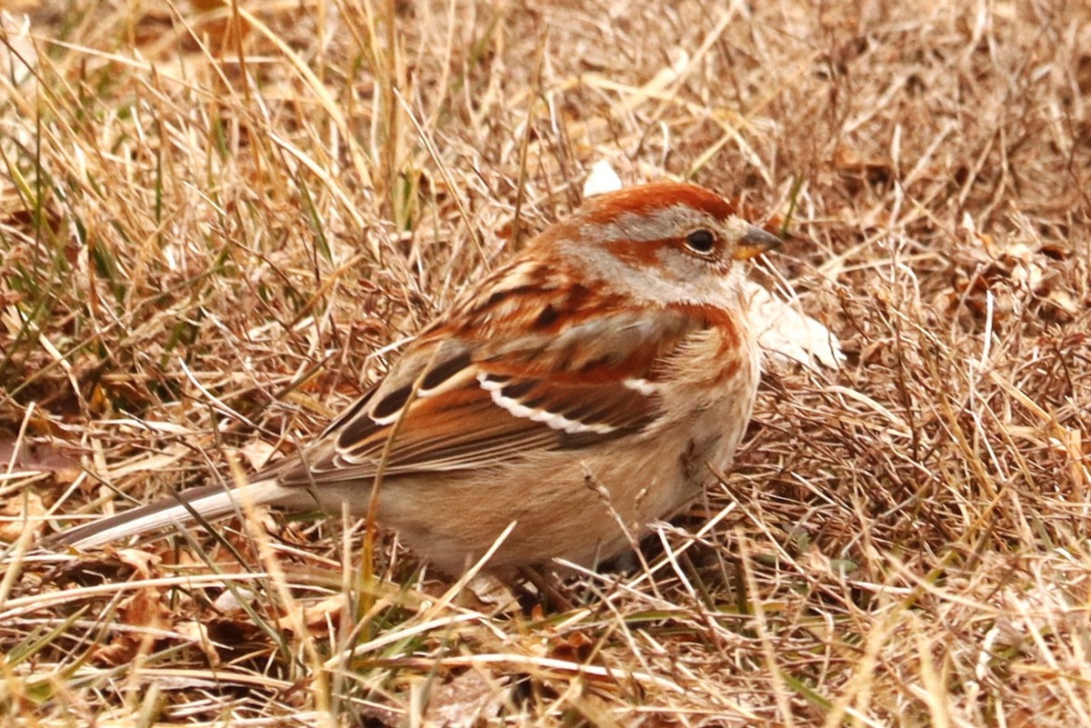 American Tree Sparrow - ML630447910
