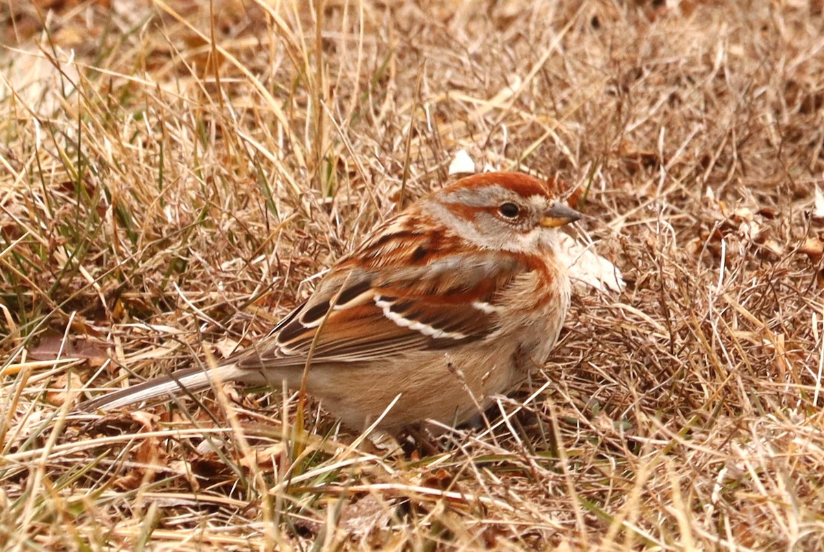 American Tree Sparrow - ML630447911