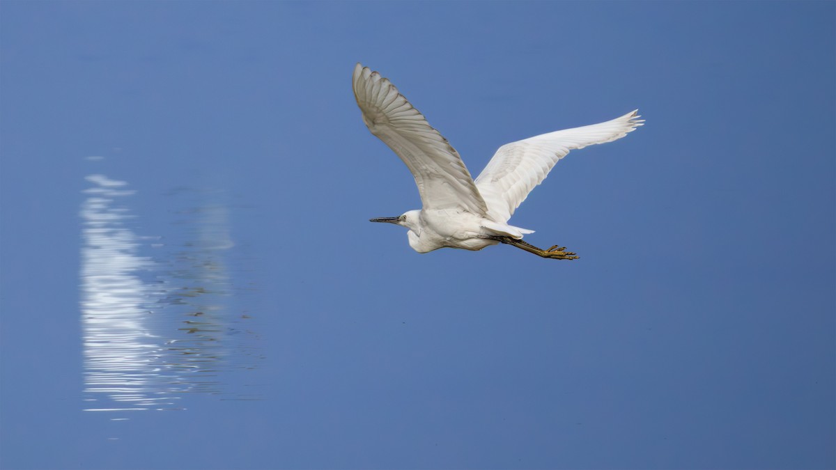 Western Reef-Heron - ML630448380