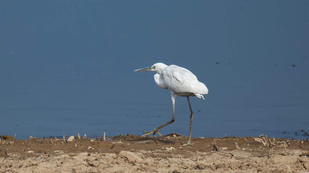Western Reef-Heron - ML630448394