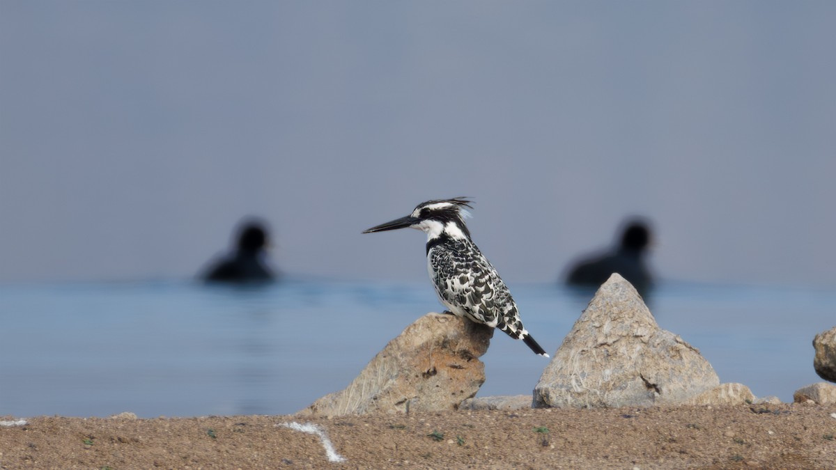 Pied Kingfisher - ML630448417