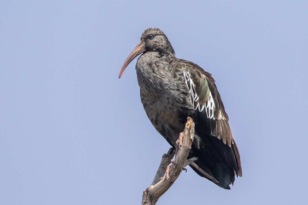 Ibis caronculé - ML630448634