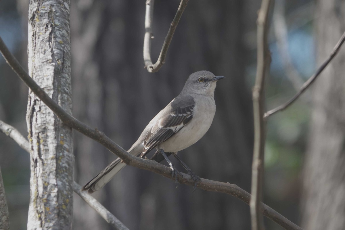 Northern Mockingbird - ML630448704