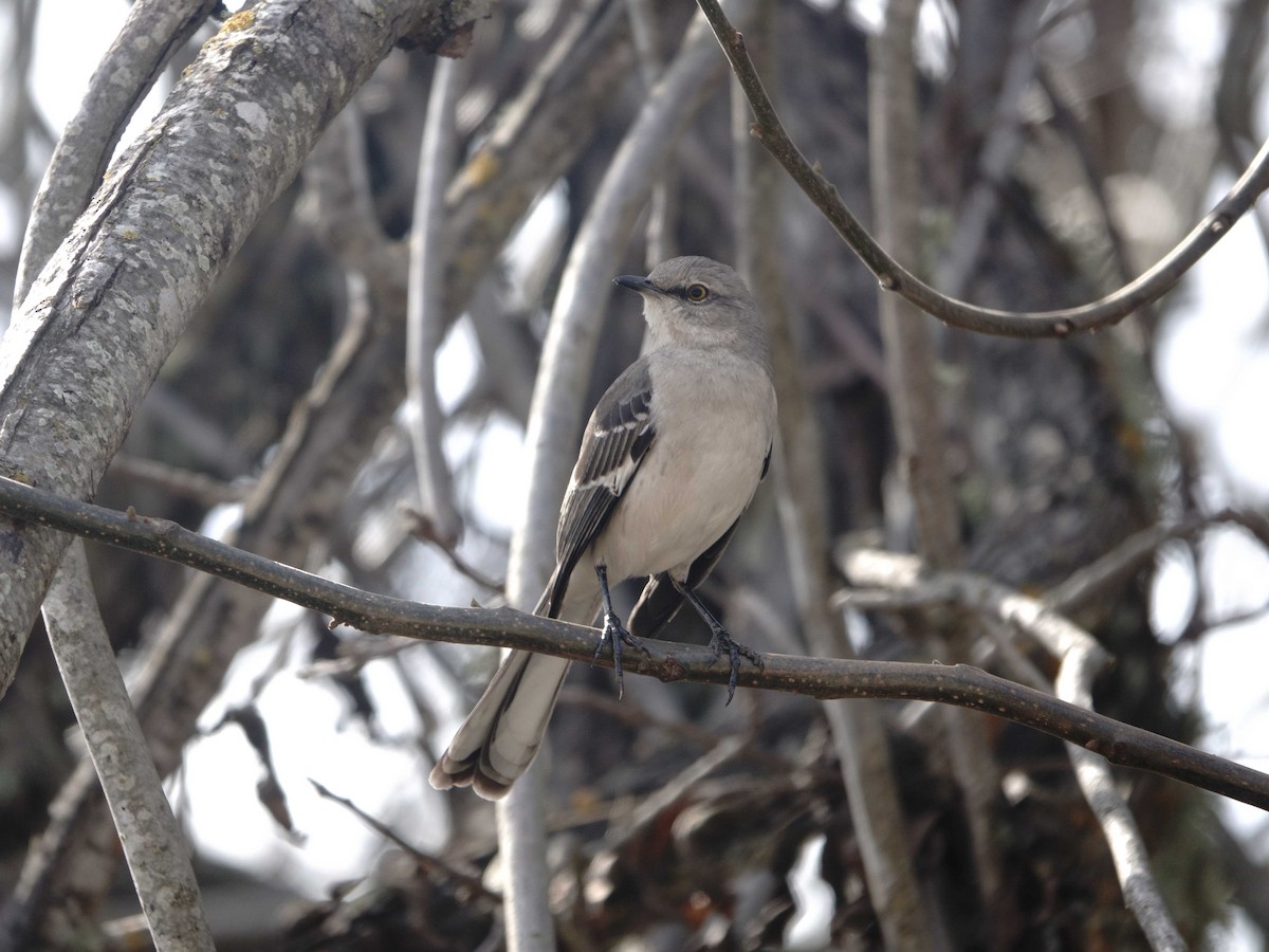 Northern Mockingbird - ML630448721