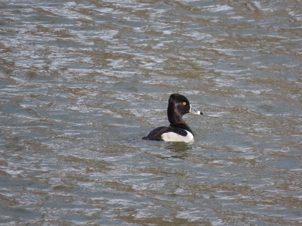 Ring-necked Duck - ML630448778