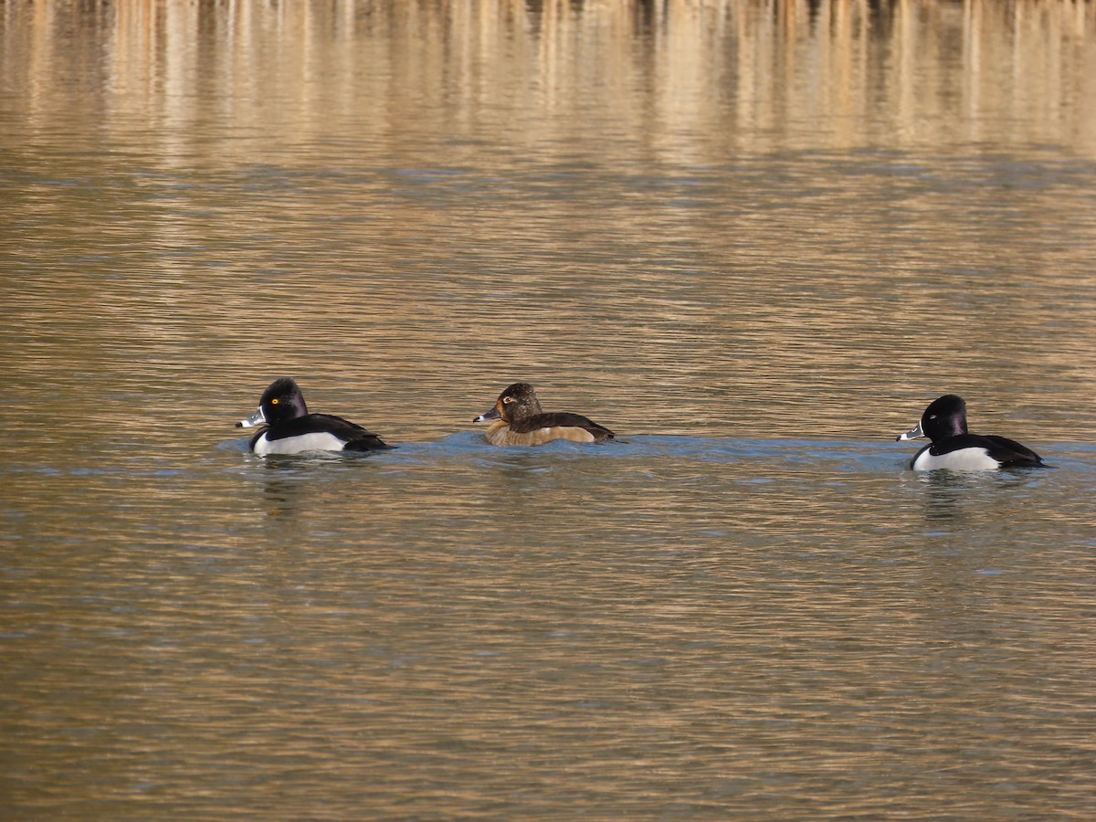 Ring-necked Duck - ML630448784