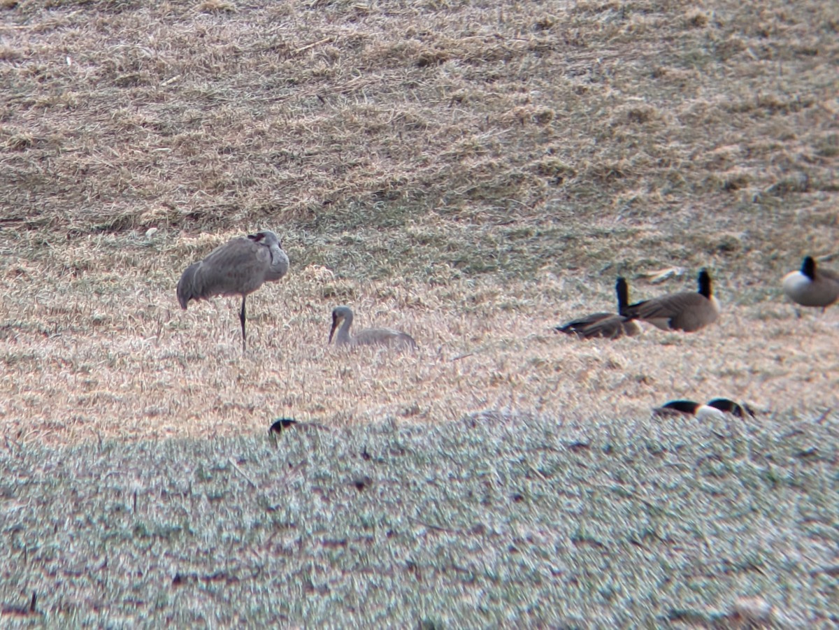 jeřáb kanadský - ML630449003