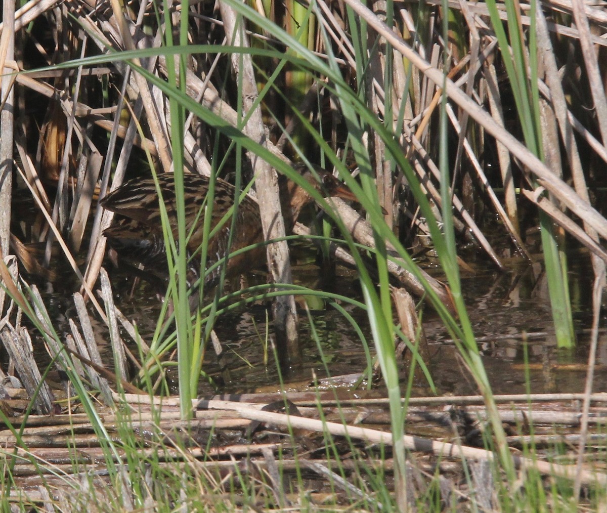 Virginia Rail - Aaron Yappert