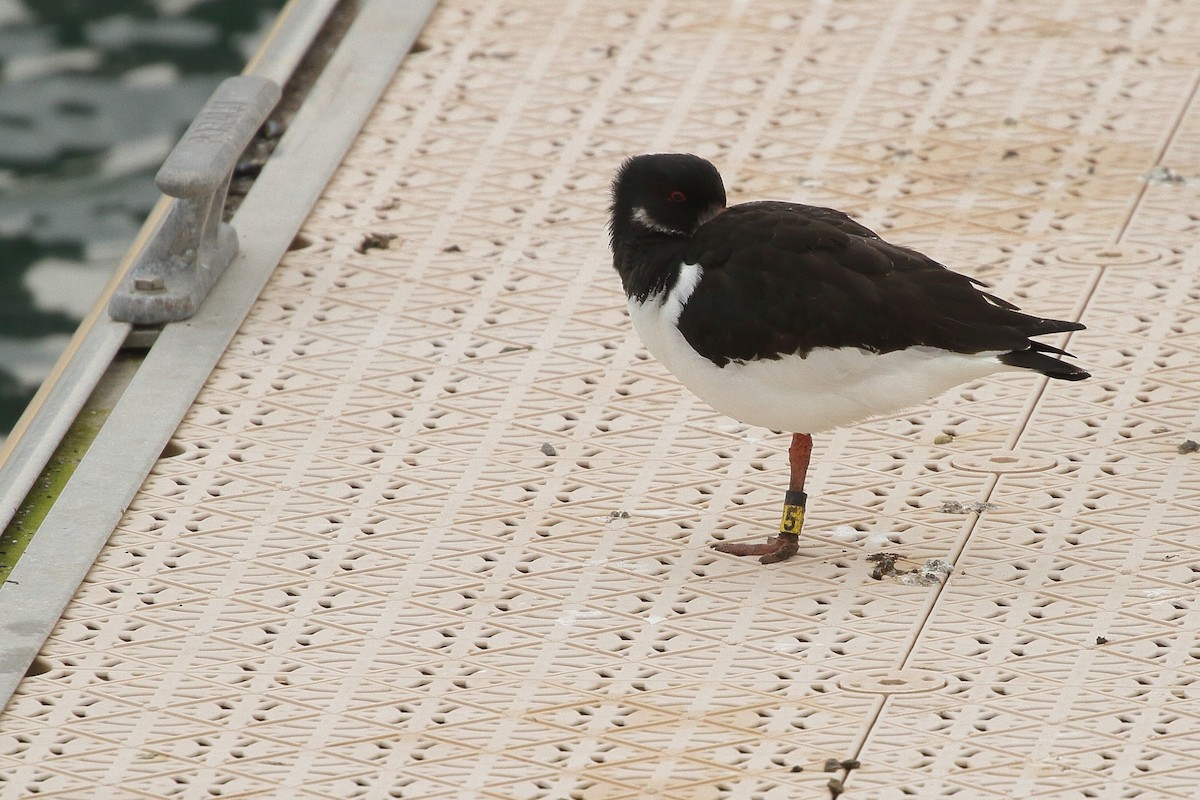 ミヤコドリ（ostralegus／longipes） - ML630449022