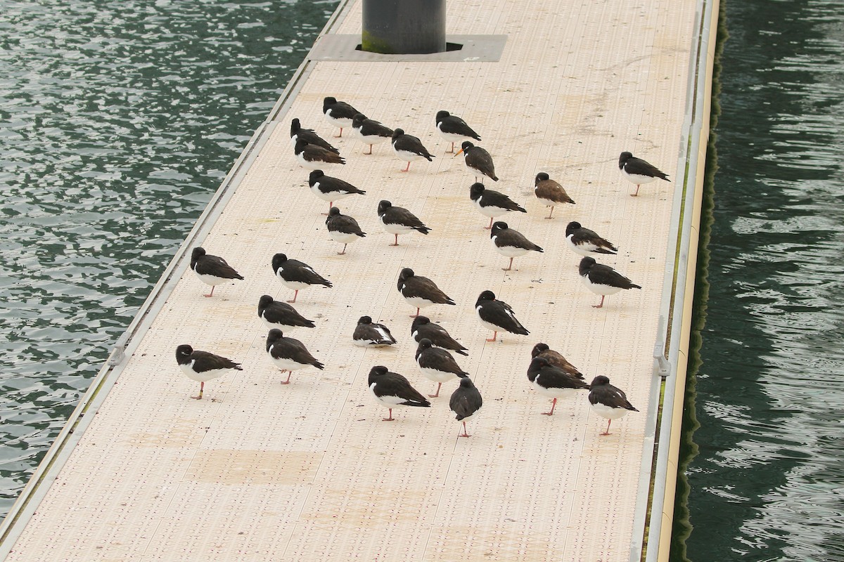 ミヤコドリ（ostralegus／longipes） - ML630449023