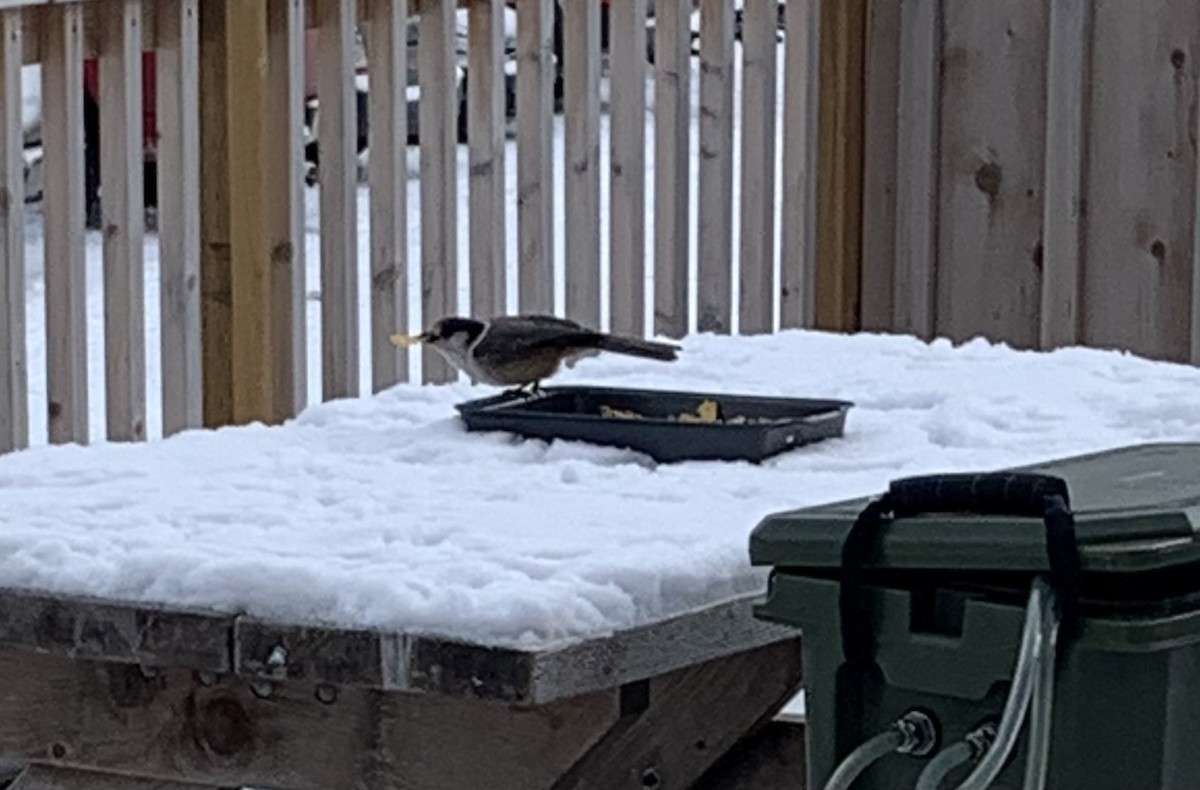 Canada Jay - ML630449069