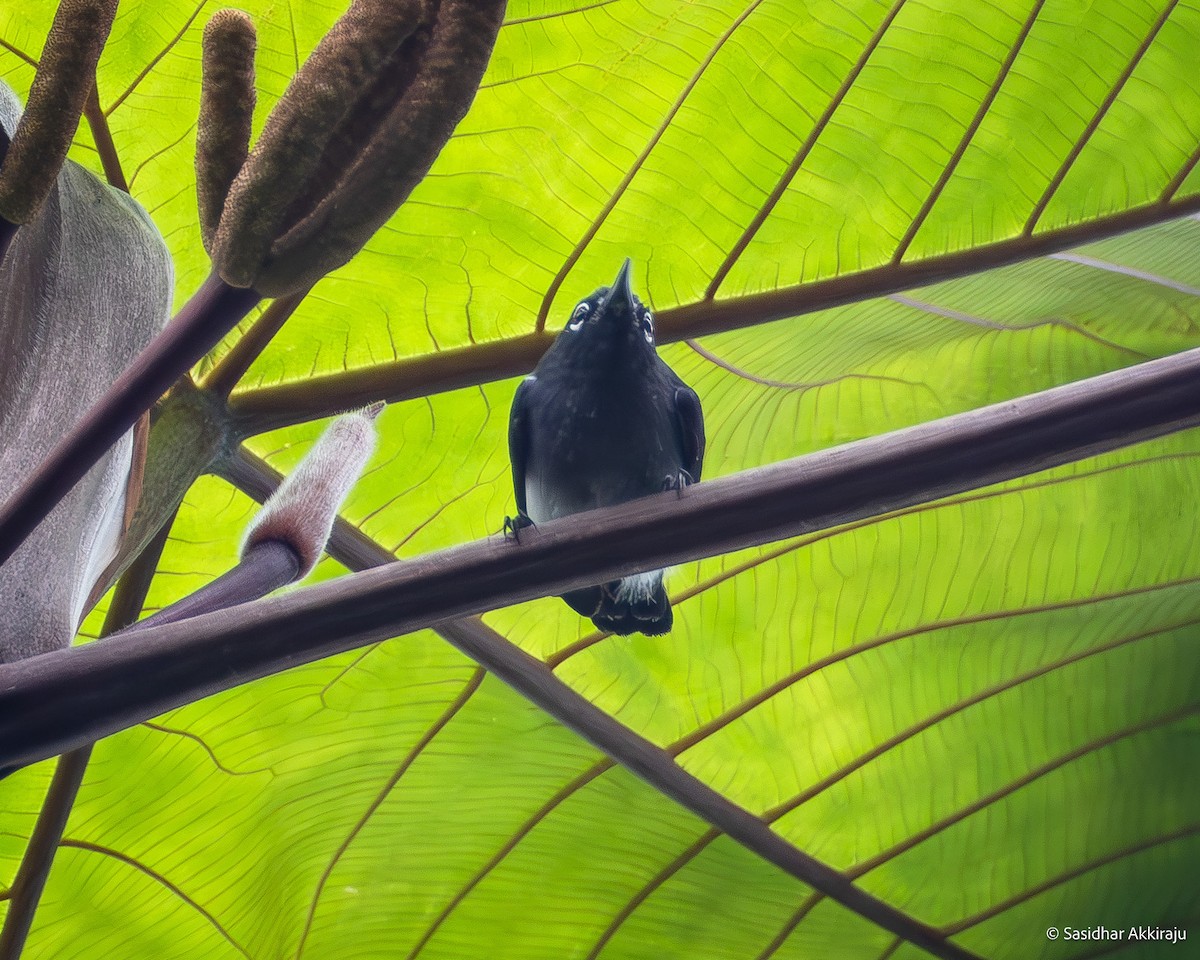Slate-throated Gnatcatcher - ML630449495