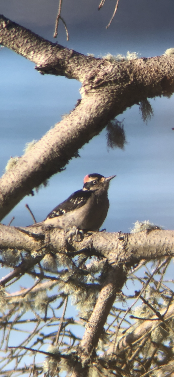 Hairy Woodpecker - ML630449605