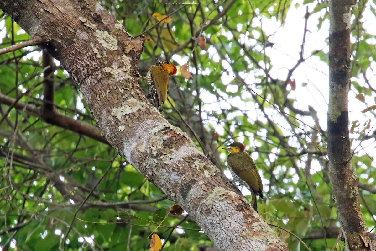 Yellow-throated Woodpecker - ML630449705