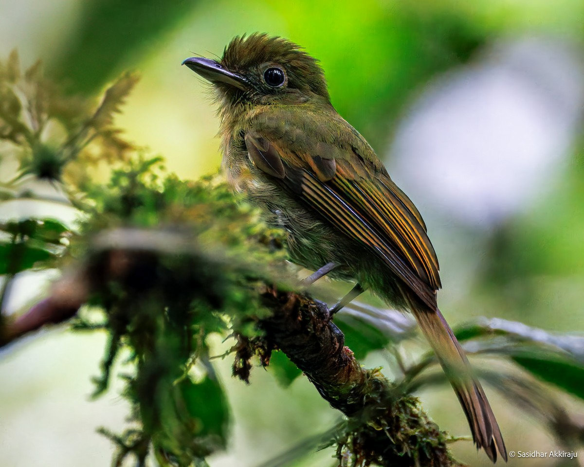 Pacific Flatbill - ML630449739