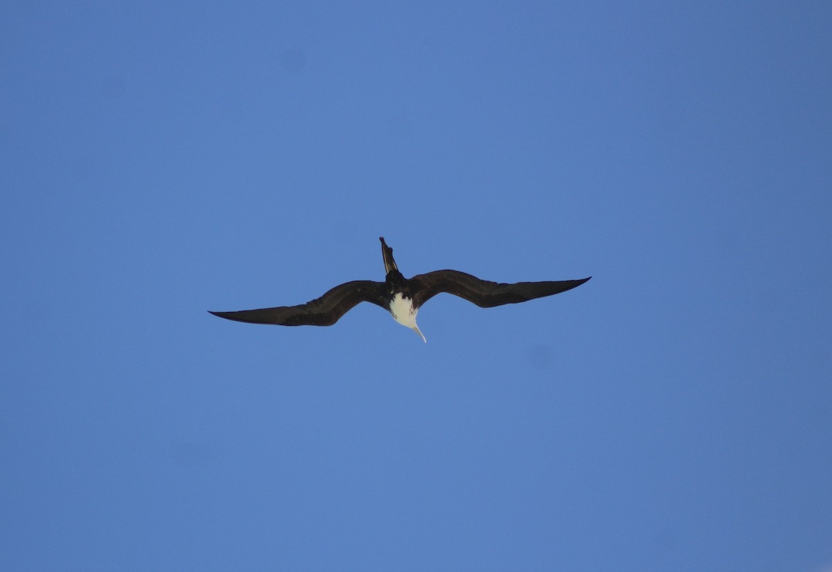 Magnificent Frigatebird - ML630449883