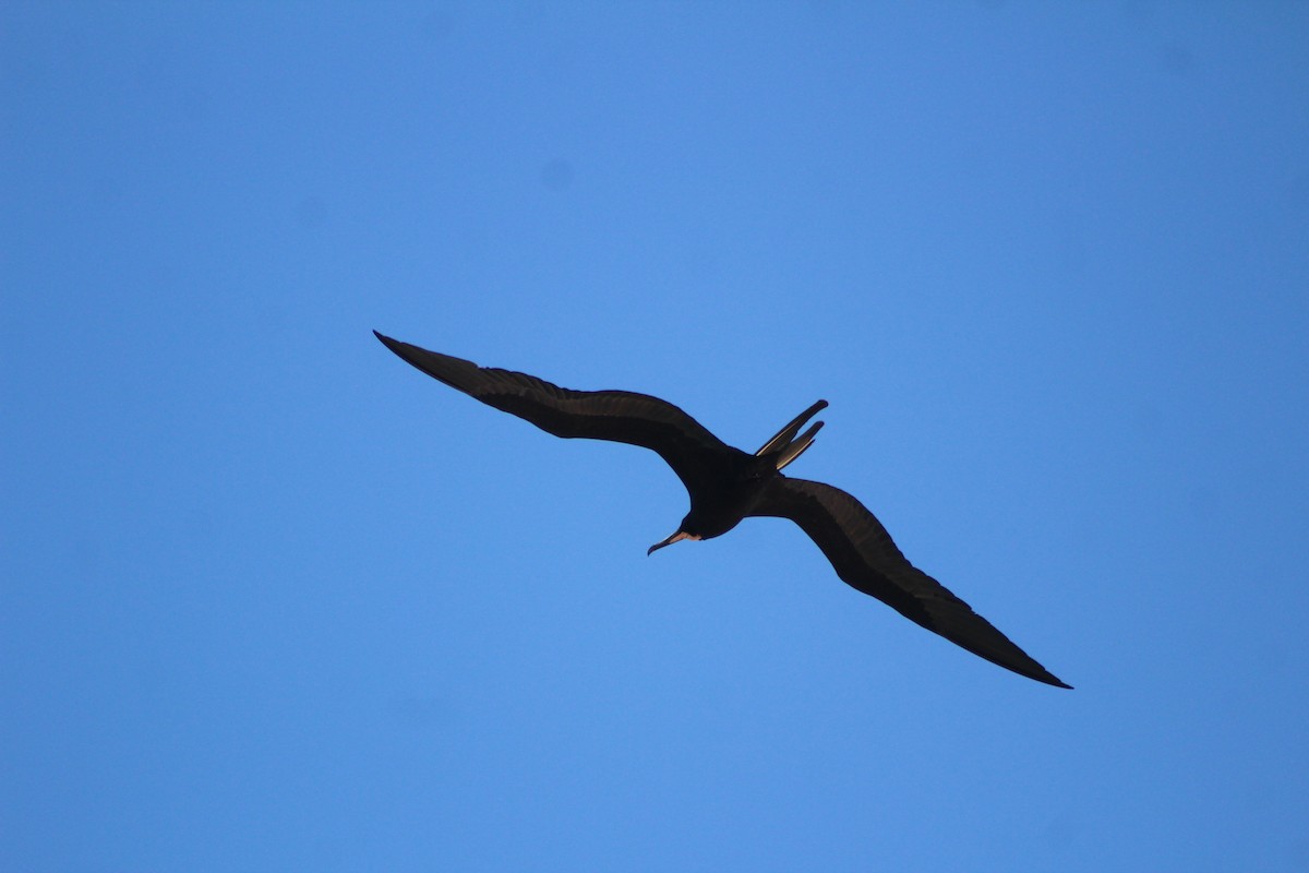 Magnificent Frigatebird - ML630449884