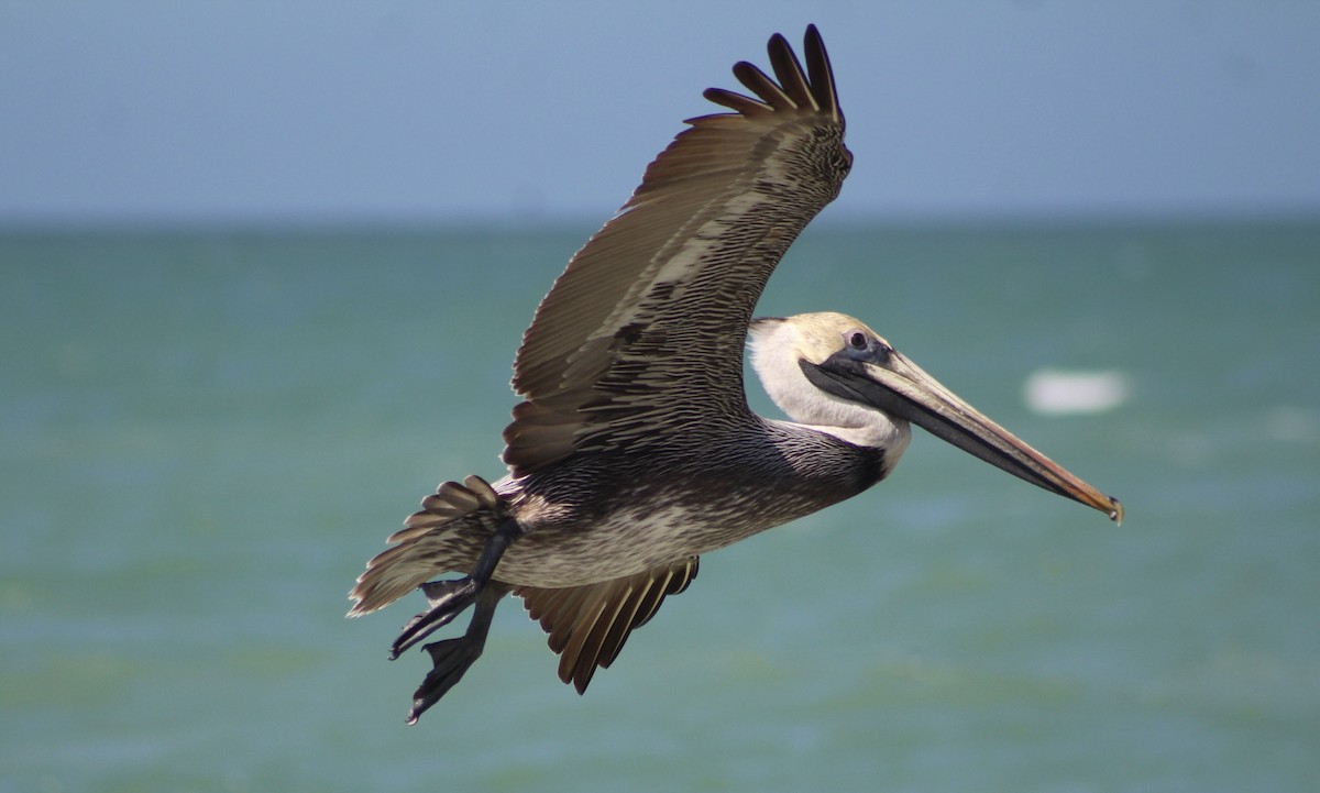 Brown Pelican - ML630449907