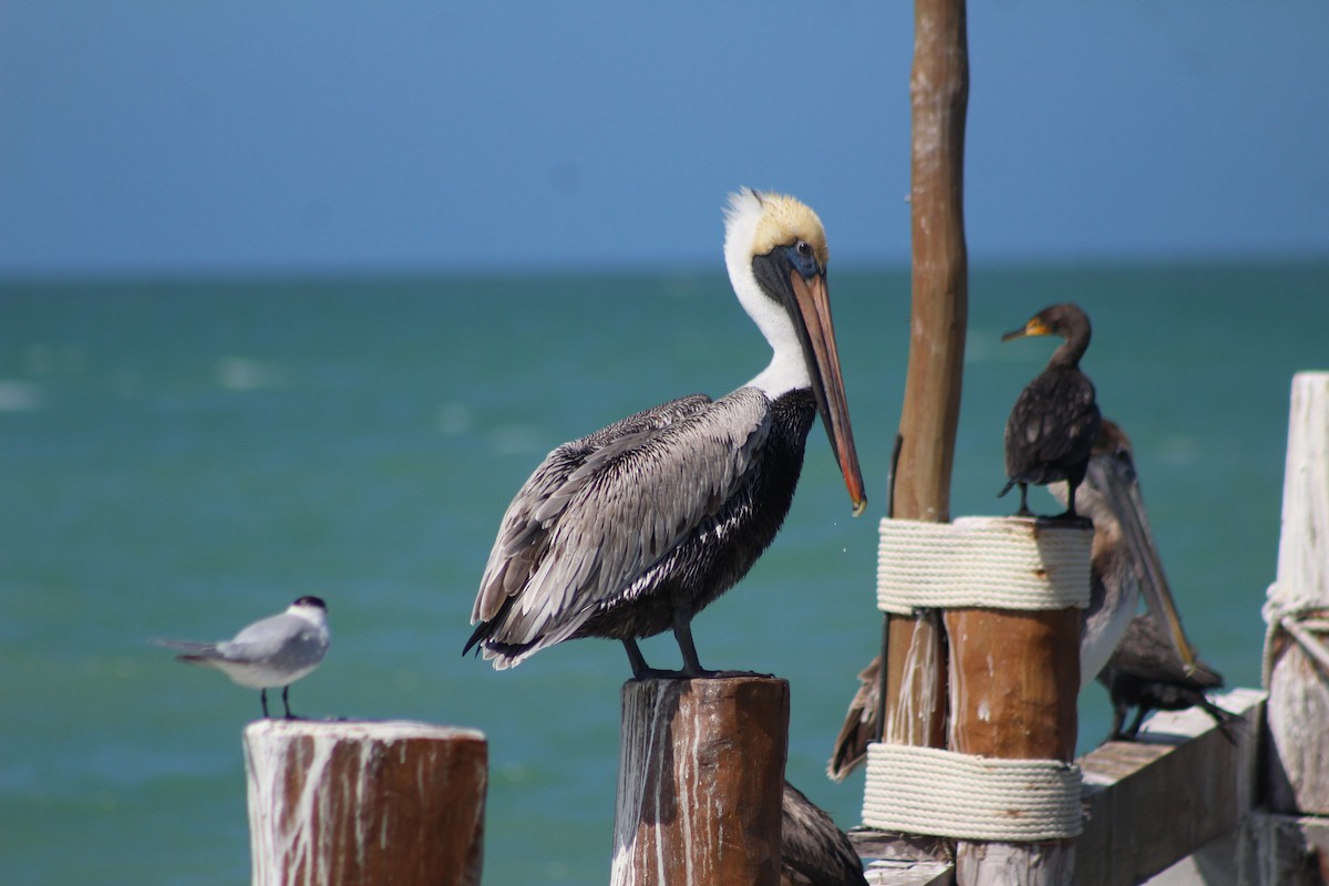 Brown Pelican - ML630449908