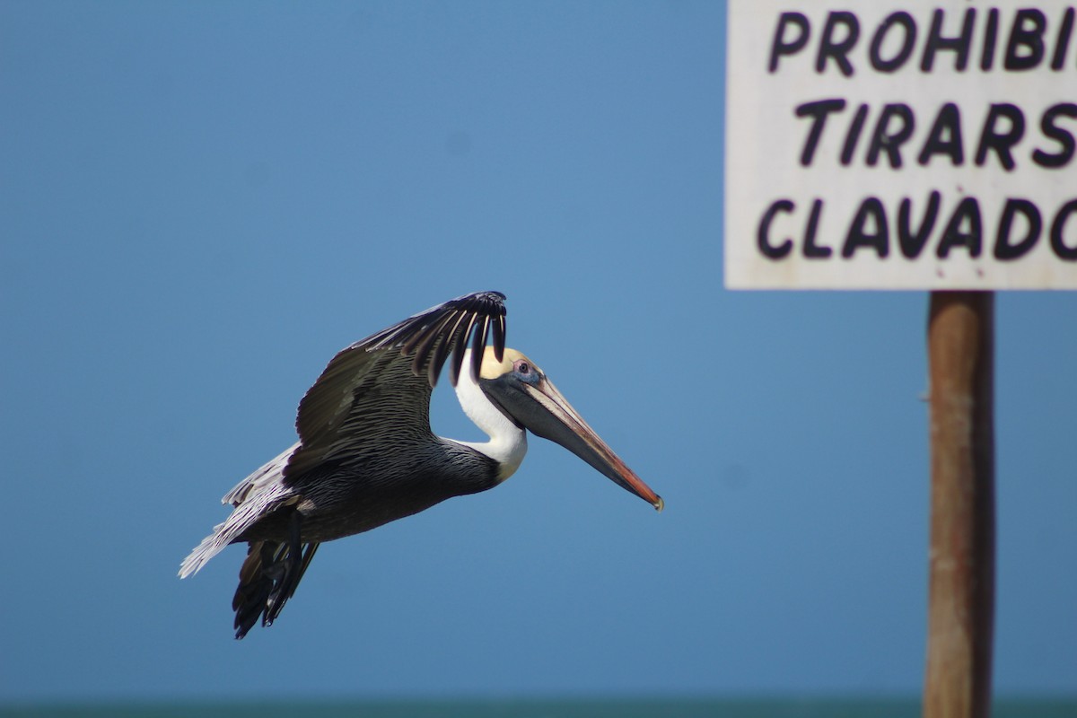 Brown Pelican - ML630449909