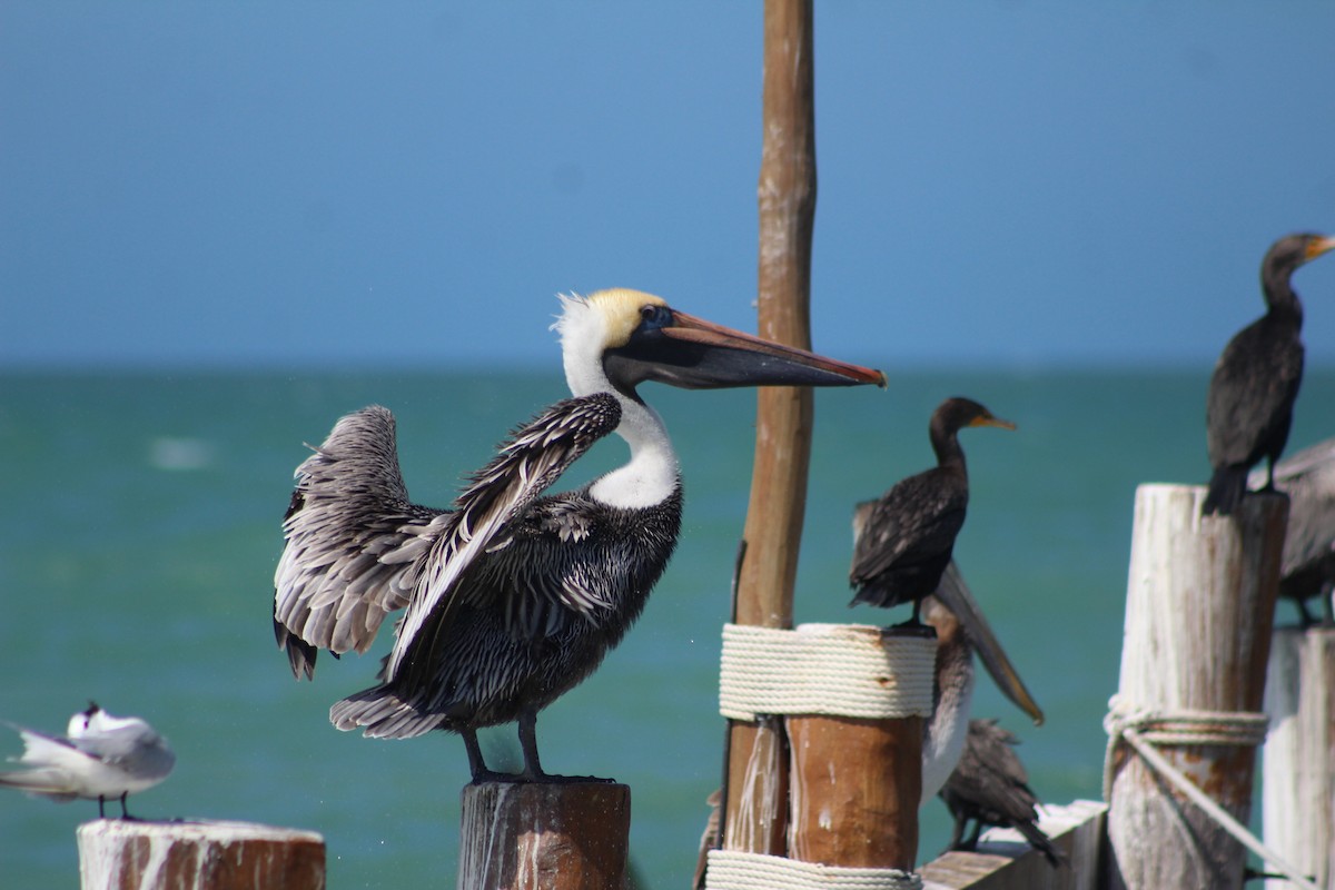 Brown Pelican - ML630449910