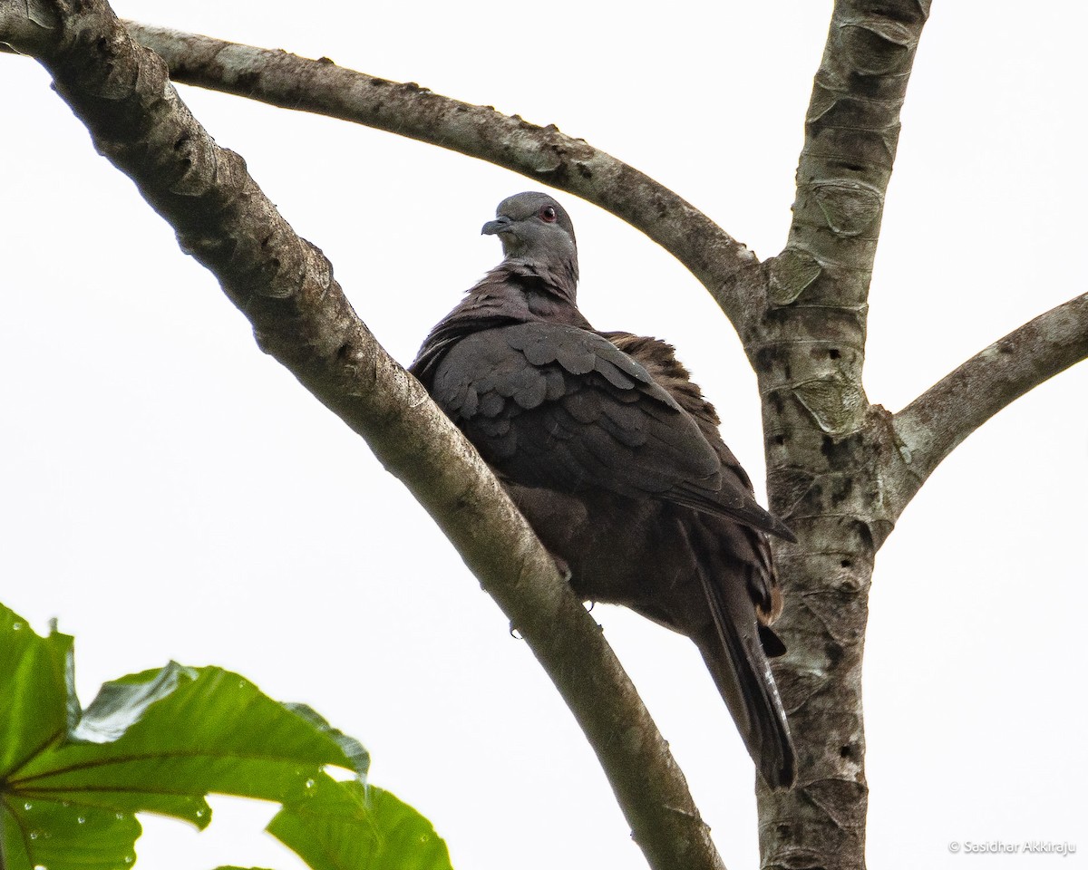 Dusky Pigeon - ML630449960