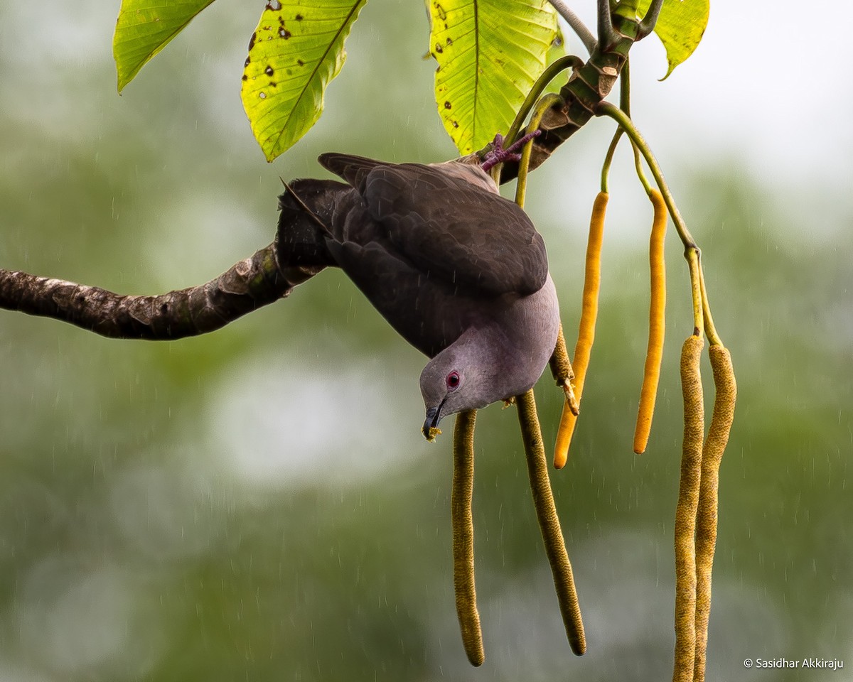 Dusky Pigeon - ML630449961