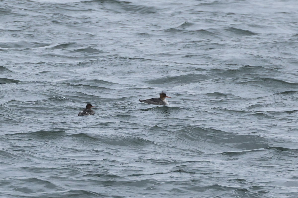 Red-breasted Merganser - ML630449966