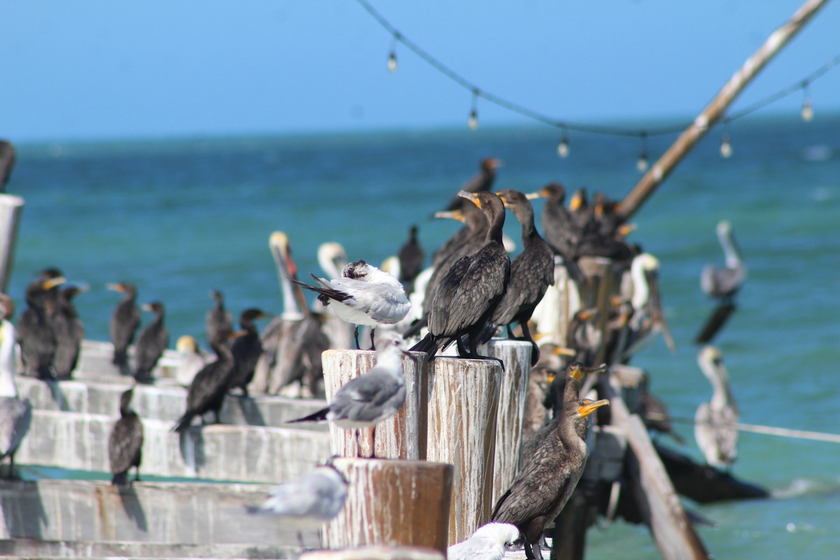 Double-crested Cormorant - ML630450010
