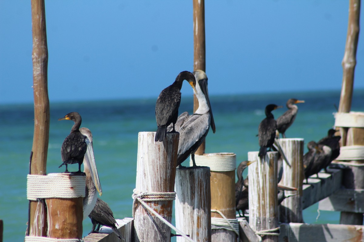 Double-crested Cormorant - ML630450011
