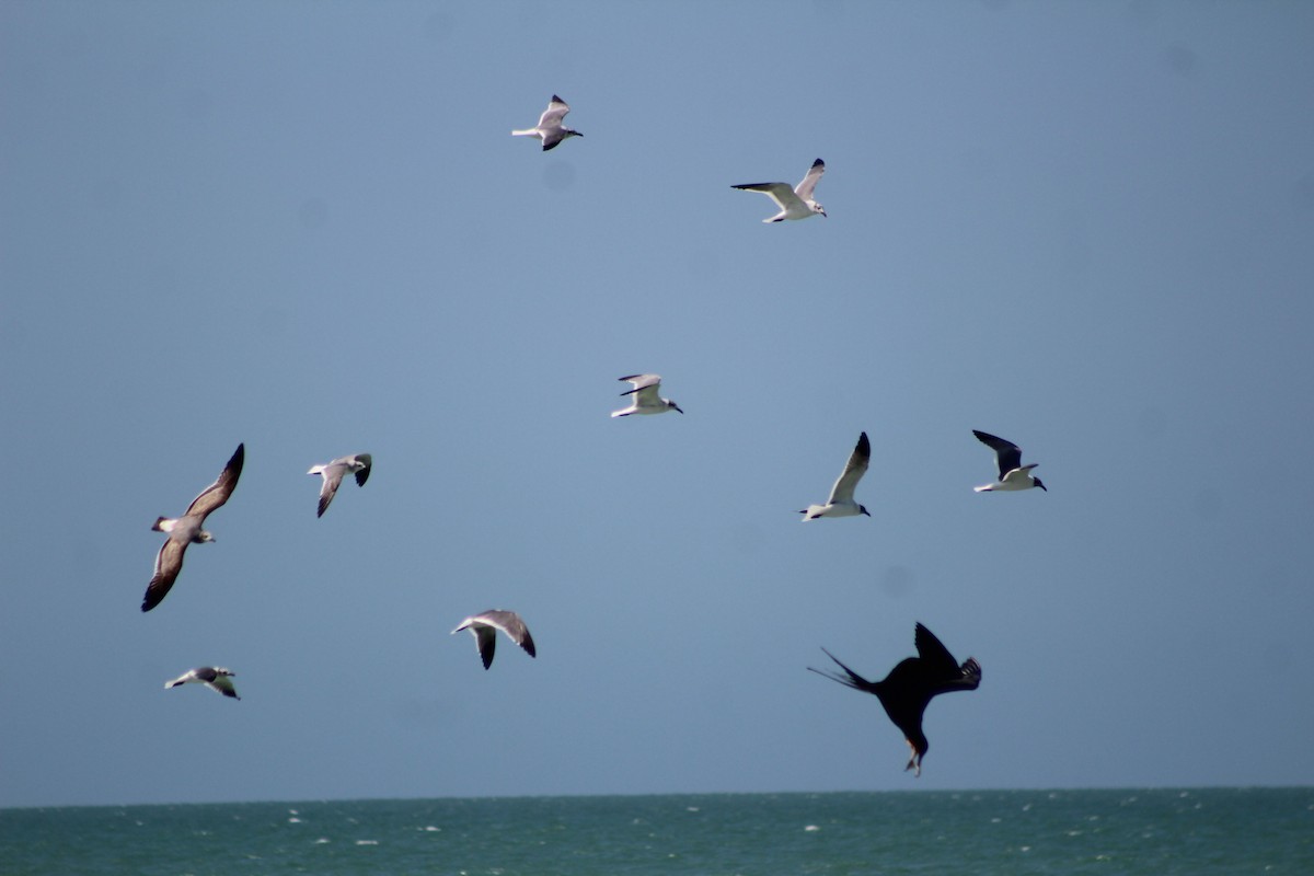 Laughing Gull - ML630450034