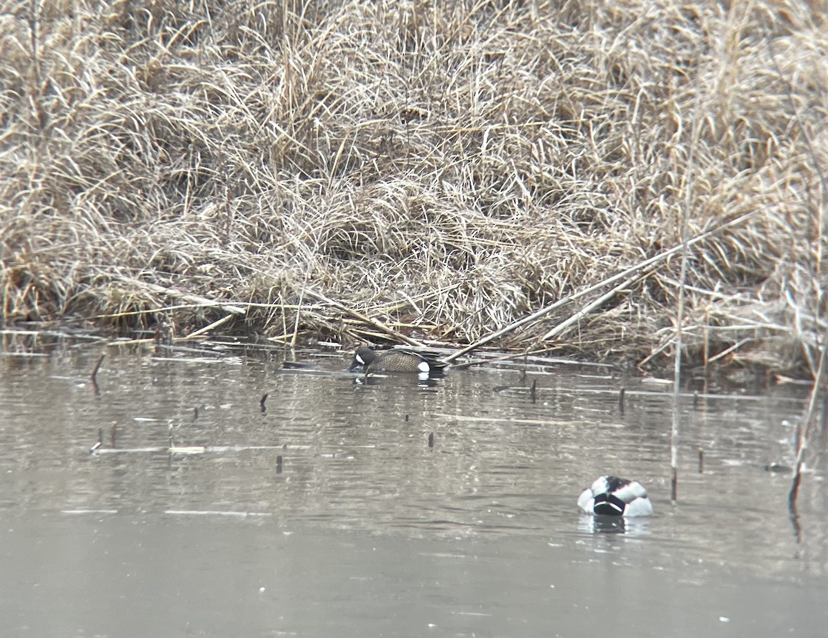 Blue-winged Teal - ML630450522