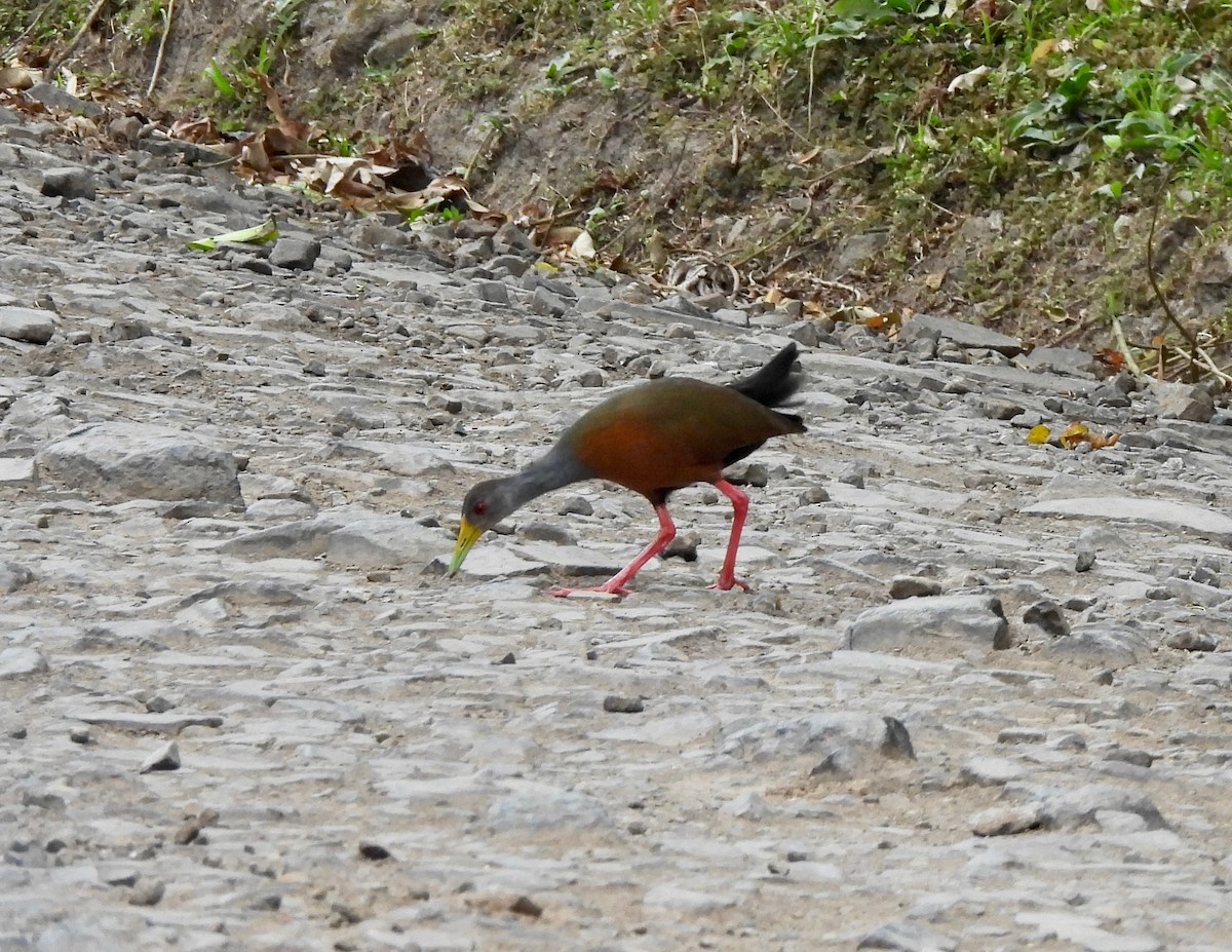 Gray-cowled Wood-Rail - ML630450571