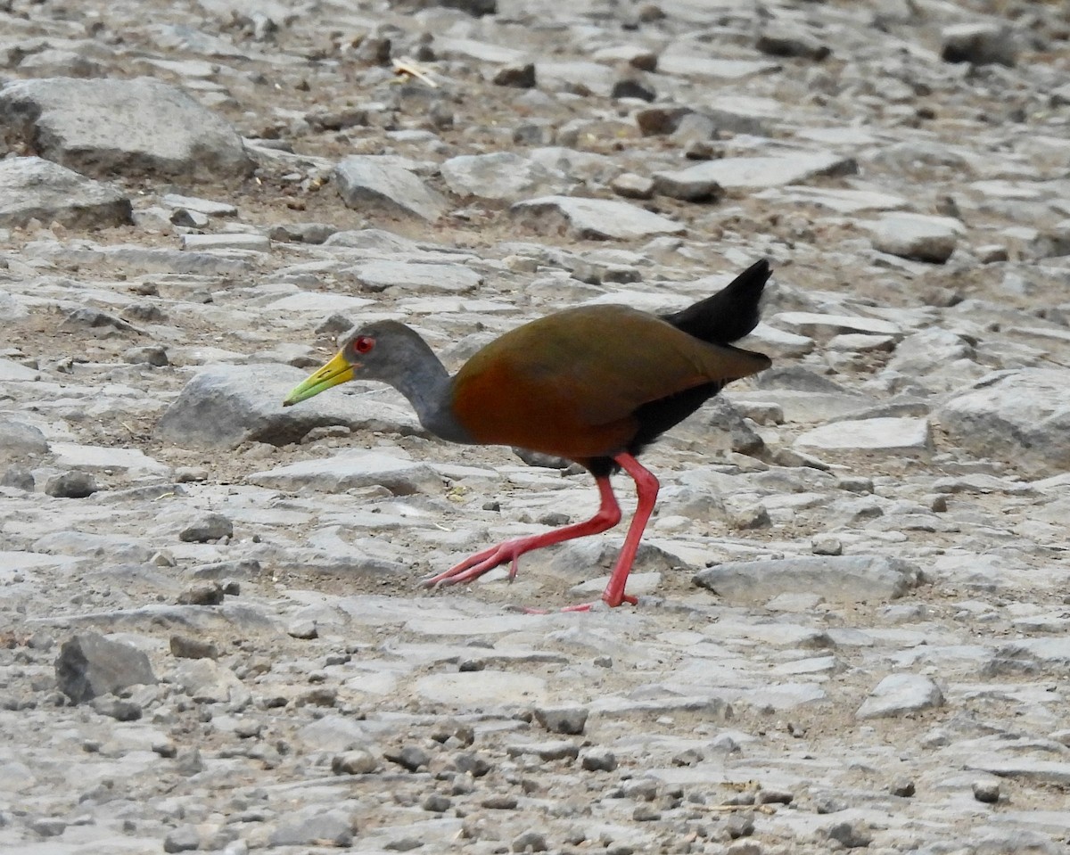 Gray-cowled Wood-Rail - ML630450575