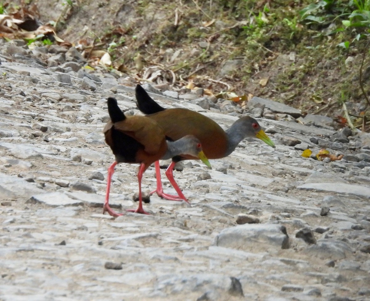 Gray-cowled Wood-Rail - ML630450579