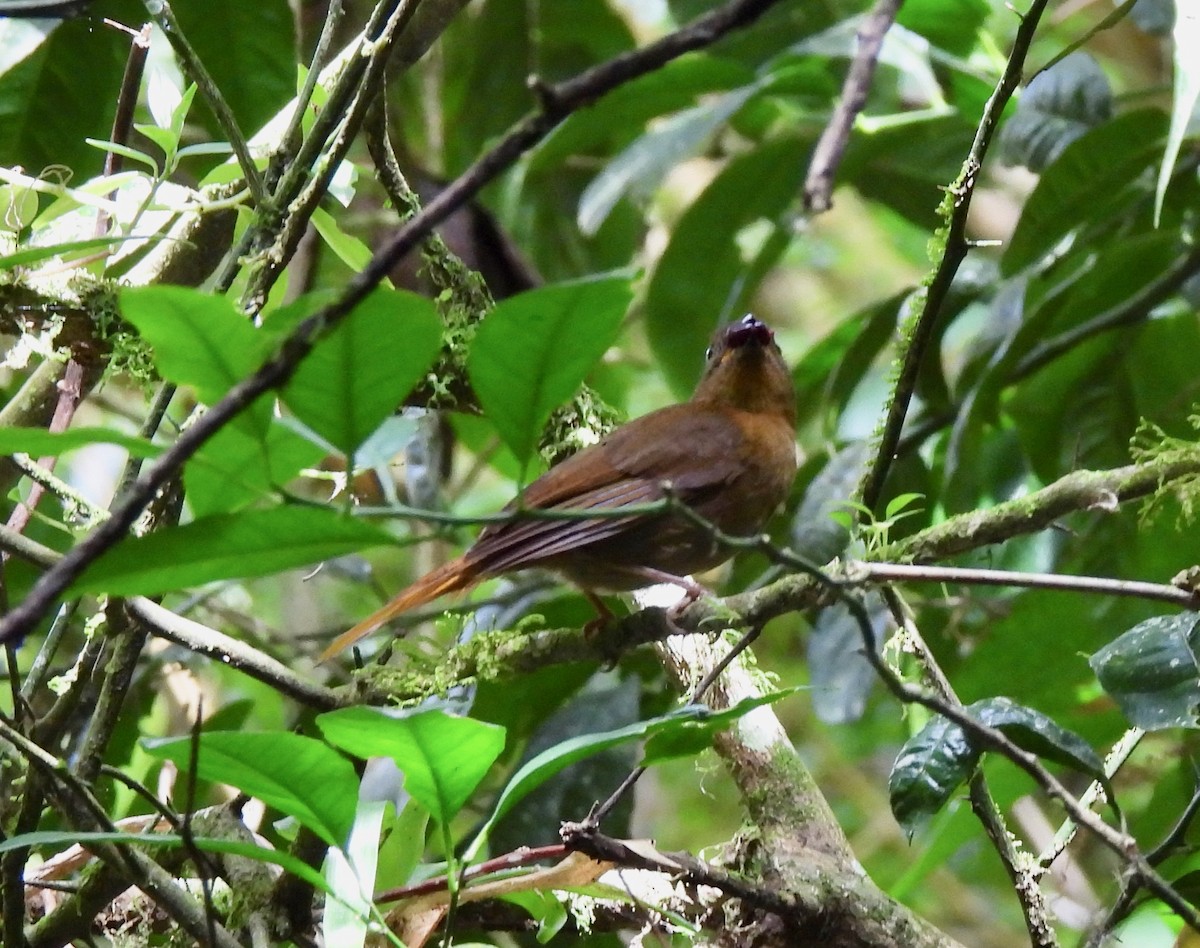 Red-throated Ant-Tanager - ML630450813