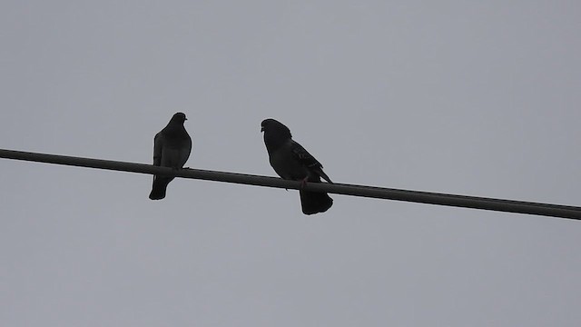 Rock Pigeon (Feral Pigeon) - ML630450963