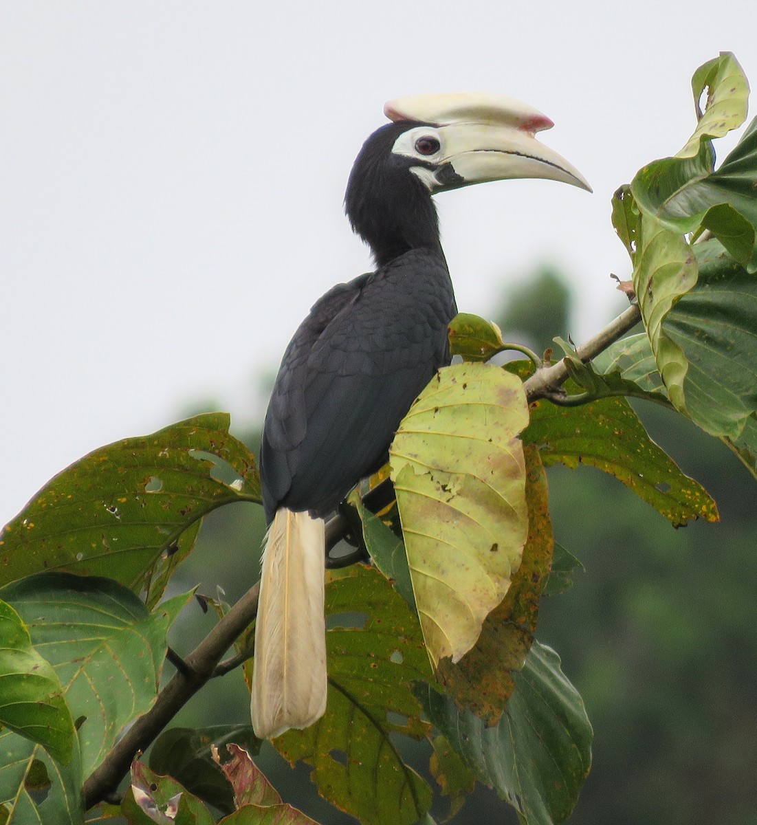 Palawan Hornbill - ML630451179