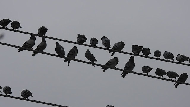 Rock Pigeon (Feral Pigeon) - ML630451186
