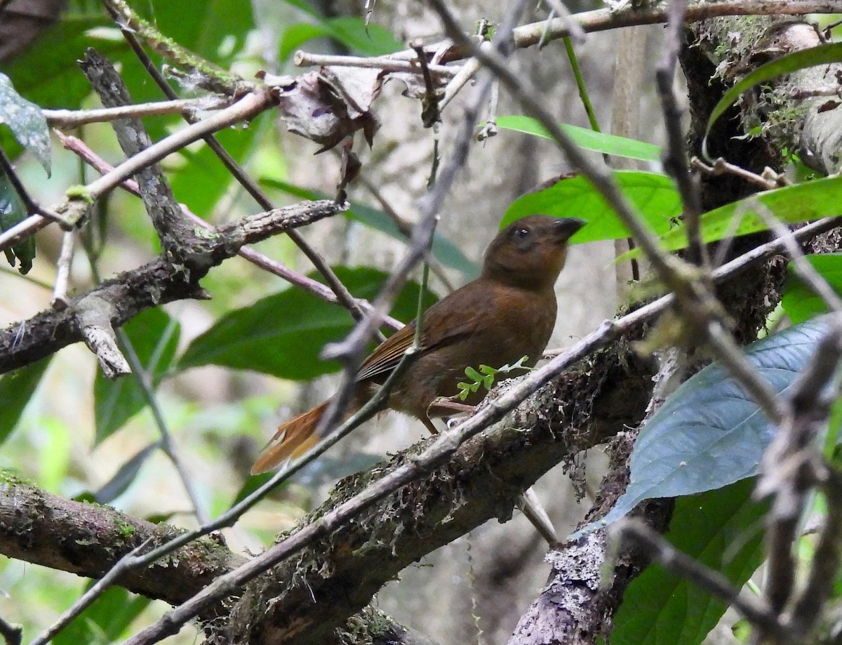 Red-throated Ant-Tanager - ML630451209