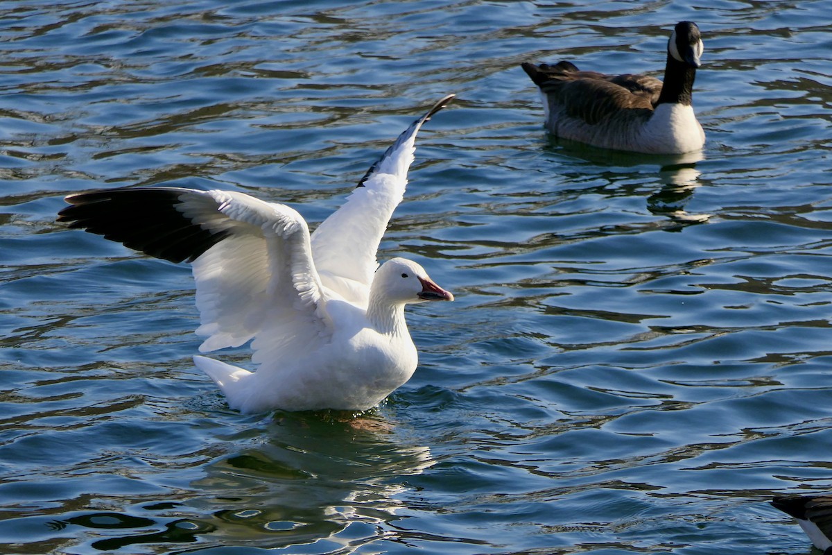 Snow Goose - ML630451452