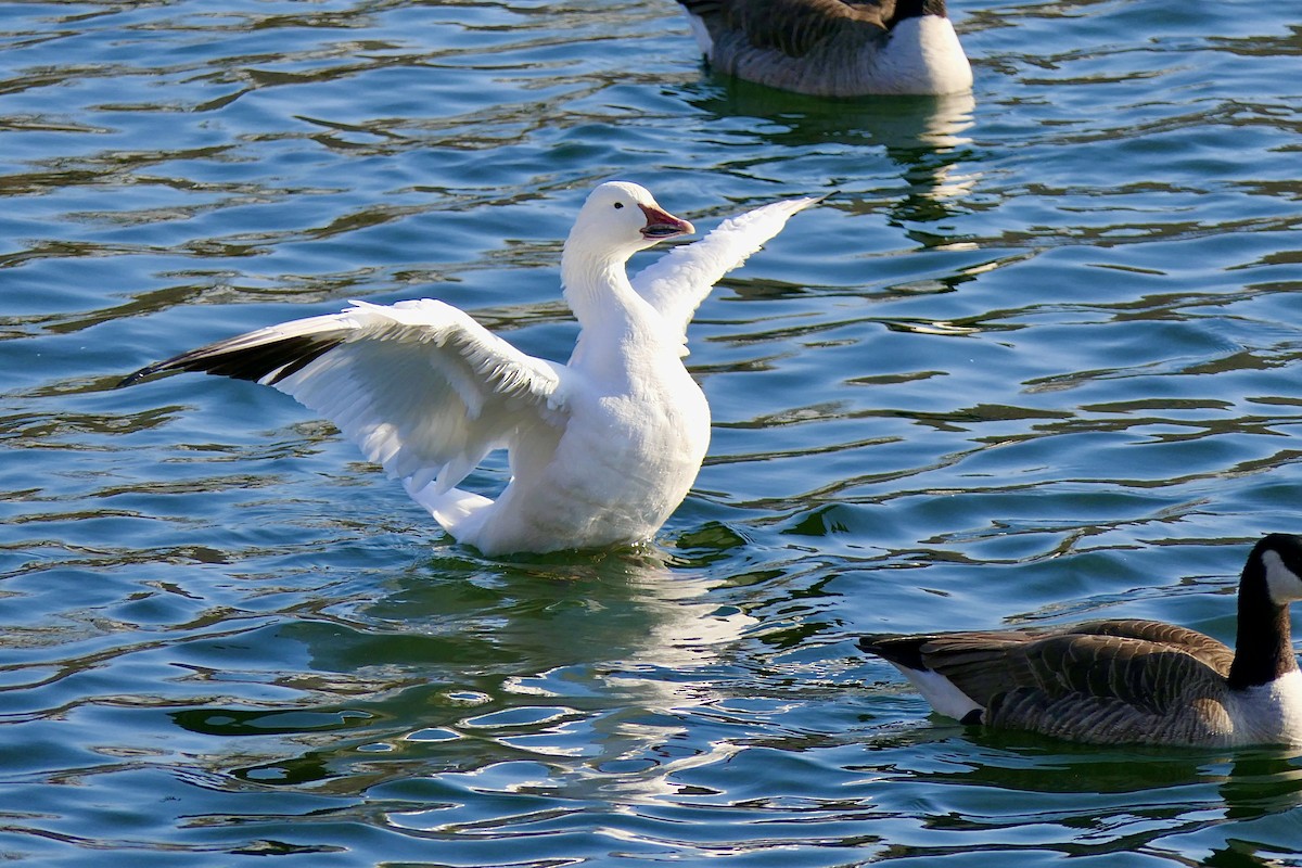 Snow Goose - ML630451453