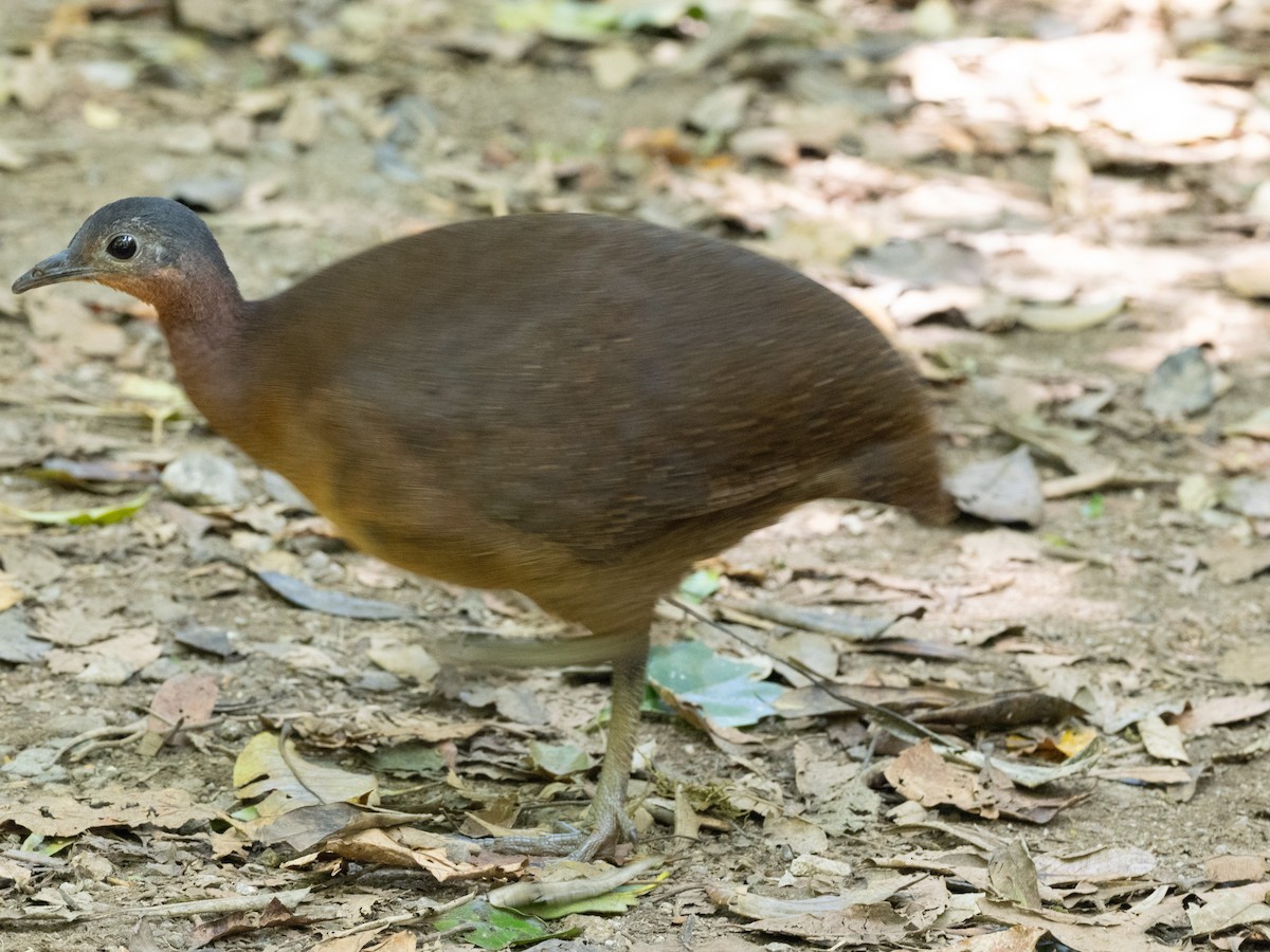 Highland Tinamou - ML630451556