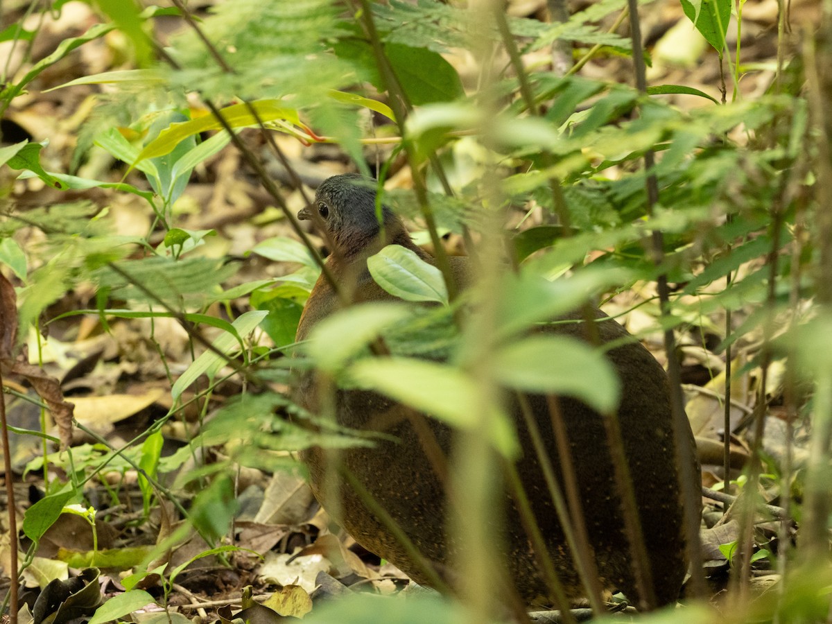 Highland Tinamou - ML630451557