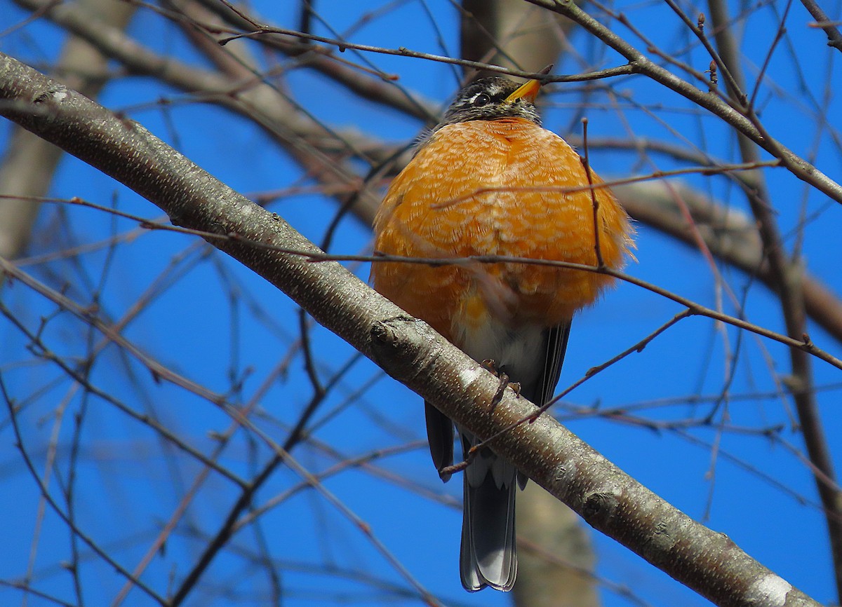 American Robin - ML630451564